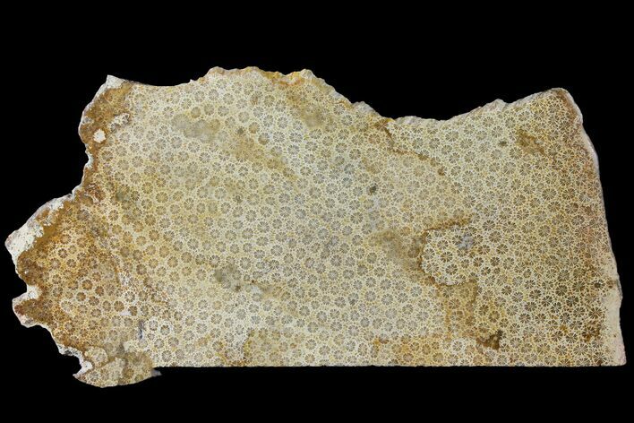 Polished, Fossil Coral Slab - Indonesia #121906